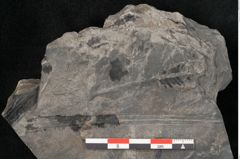 Foto (Detailansicht) von Nilssonia sp. (NHMW-GEO-2024-0188-11649)